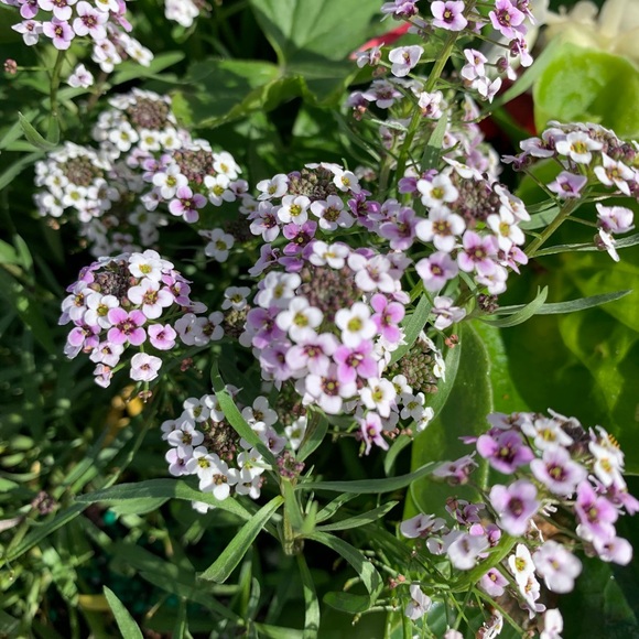 Meet your Posher, Madelyn - Picture 1 of 1